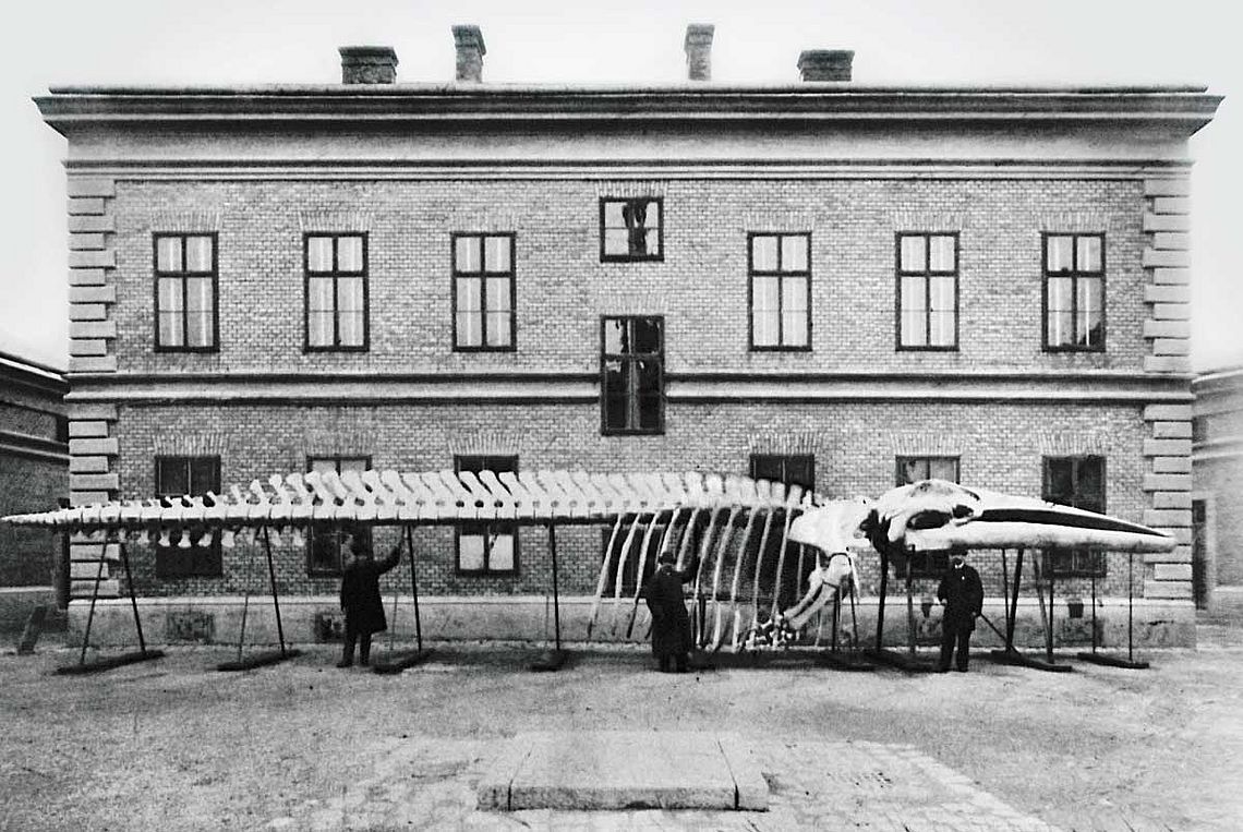 Das Bild zeigt ein Wal-Skelett vor dem Bürogebäude der Thermochemischen Fabrik der Stadt Wien. Das Bild stammt aus dem Jahr 1889. © Wiener Stadt- und Landesarchiv