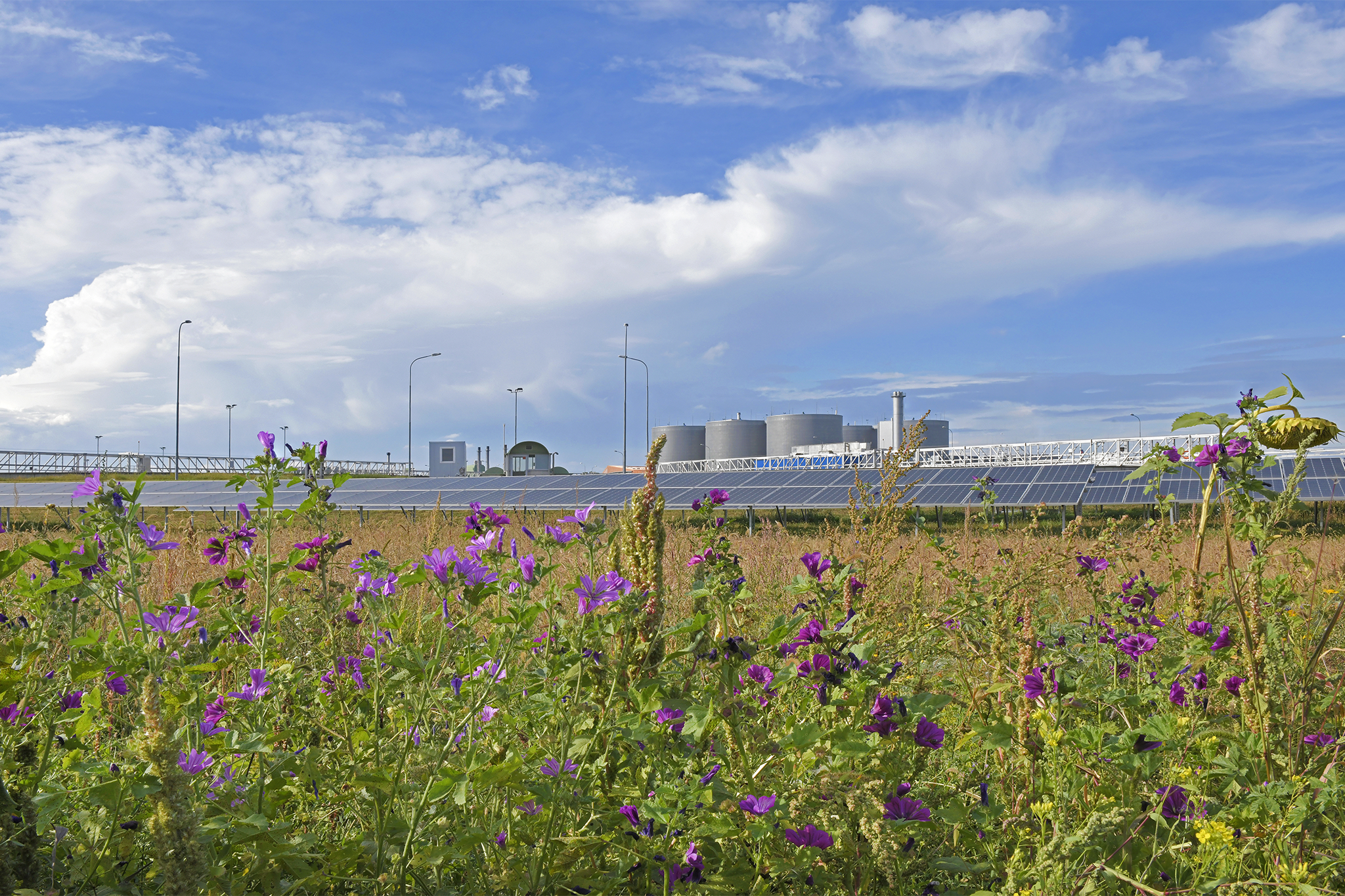 Das Bild, aufgenommen auf dem Gelände der Wiener Kläranlage, zeigt im Vordergrund eine Wiese mit violett blühenden Pflanzen, dahinter einen Teil des Solarkraftwerks, das auf dem Gelände der Kläranlage steht, dahinter die Faulbehälter der Schlammbehandlungsanlage der ebswien. Diese Bestandteile nehmen von unten gesehen rund die Hälfte des Bildes ein, darüber zeigt das Bild einen blauen Himmel mit einer üppigen Wolkenstimmung. © ebswien/Wiener Wildnis