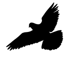 Das Bild zeigt die schwarze Silhouette eines Vogels im Flug auf weißem Grund.